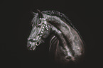 Friesian Horse portrait