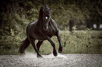 galloping Friesian Horse