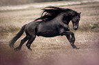 galloping Friesian Horse