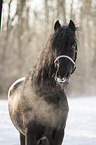 Frisian stallion