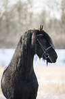 Frisian stallion portrait