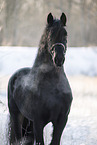 Frisian stallion