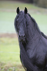 Frisian stallion portrait