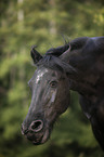 Friesian Horse portrait