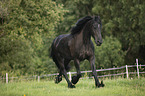 trotting Friesian Horse