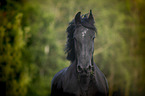 Friesian Horse portrait
