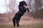 rising Friesian Horse