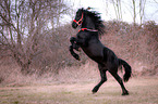 rising Friesian Horse