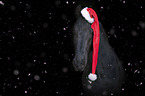 Friesian Horse portrait