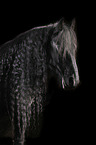 Friesian Horse portrait