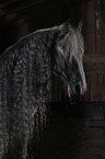 Friesian Horse portrait