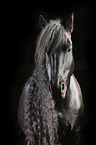 Friesian Horse portrait