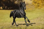 galloping Friesian Horse