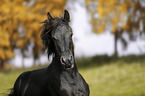 Friesian Horse portrait