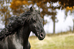 Friesian Horse portrait