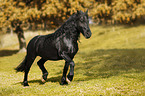 trotting Friesian Horse