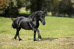 trotting Friesian Horse