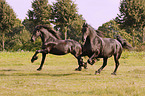 Friesians run over meadow