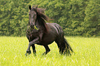 trotting Frisian Horse