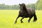 running Frisian Horse