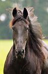Frisian Horse portrait