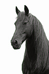 Frisian Horse portrait