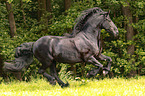 running Frisian Horse