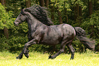 running Frisian Horse