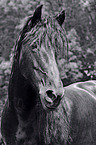 Frisian Horse portrait