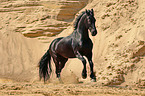 running Frisian Horse