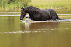 Frisian Horse in the water