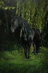 Frisian Horse