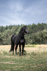 Friesian stallion