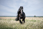 galloping Friesian stallion