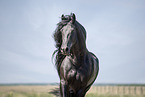 Friesian stallion portrait