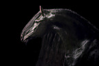 Frisian Horse in front of black background