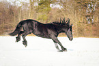 Friesian in the winter