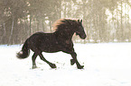 Friesian runs through the snow