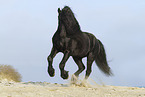 galloping Frisian