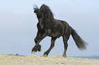 galloping Frisian