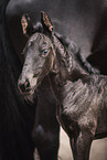 Frisian foal
