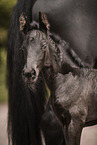 Frisian foal