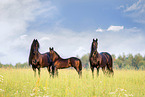 Friesian horses