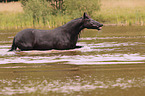 Friesian mare