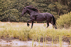 Friesian mare