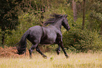 Friesian mare