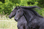 Frisian Horses