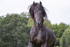 Frisian Horse