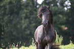 Frisian Horse