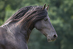 Frisian Horse